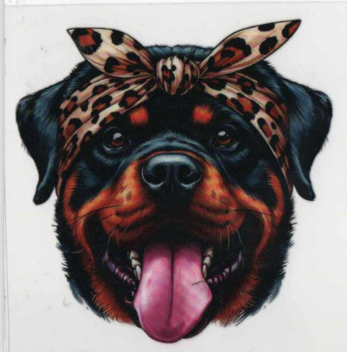 Rottweiler with bow